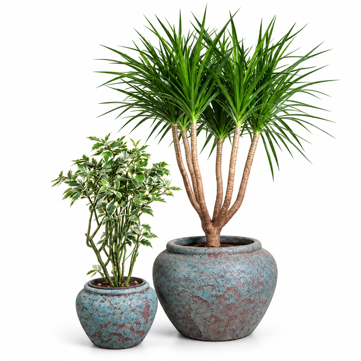 Dracaena Multi Trunk-Euphorbia Zig zag Plant/ Round Pot Set of 2 – Jade Blue Ancient Tidi