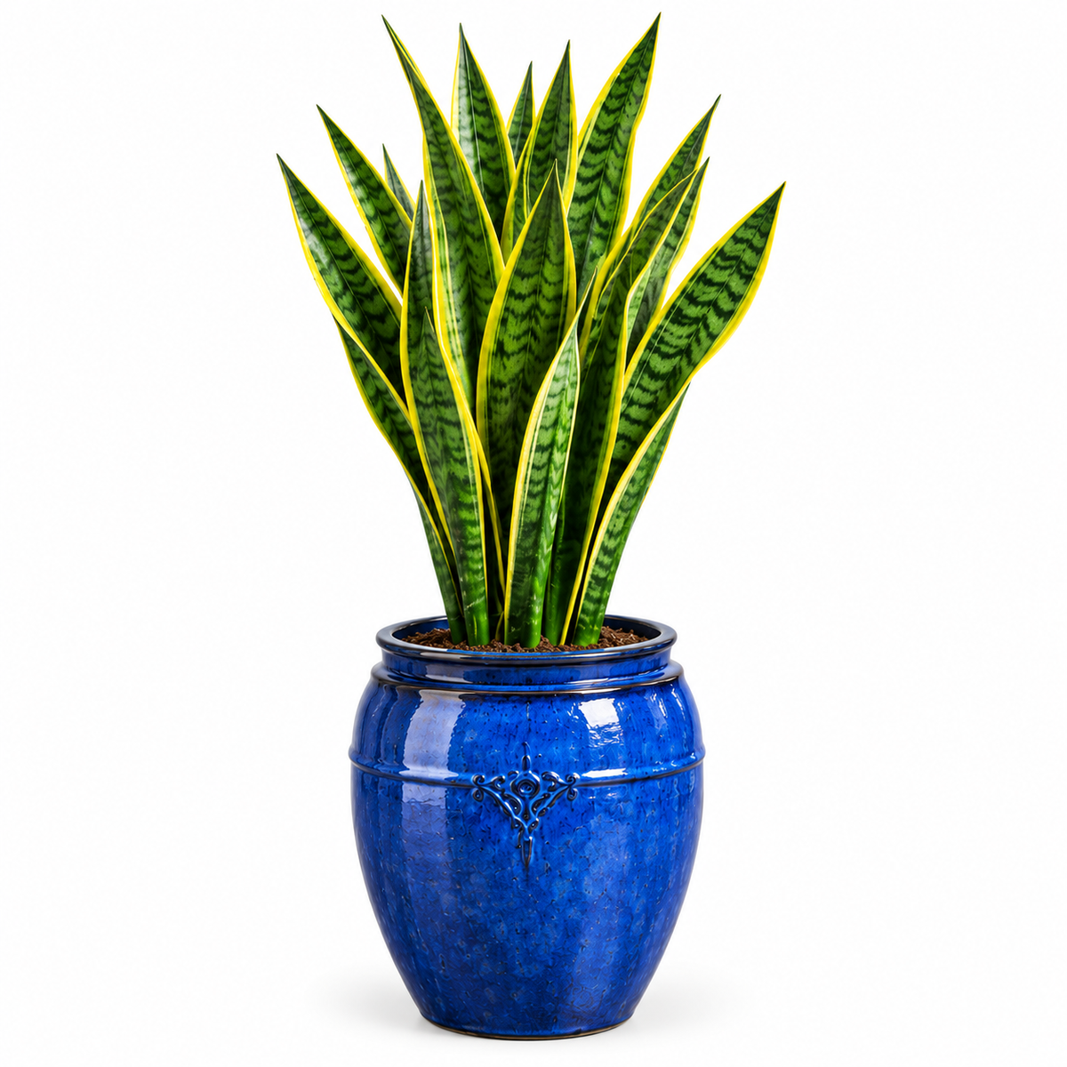 Snake Plant/ Falling Blue Shiny Glaze Pot_Small