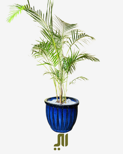 أريكا بالم – Areca Palm (Dypsis lutescens)