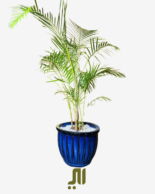 أريكا بالم – Areca Palm (Dypsis lutescens)