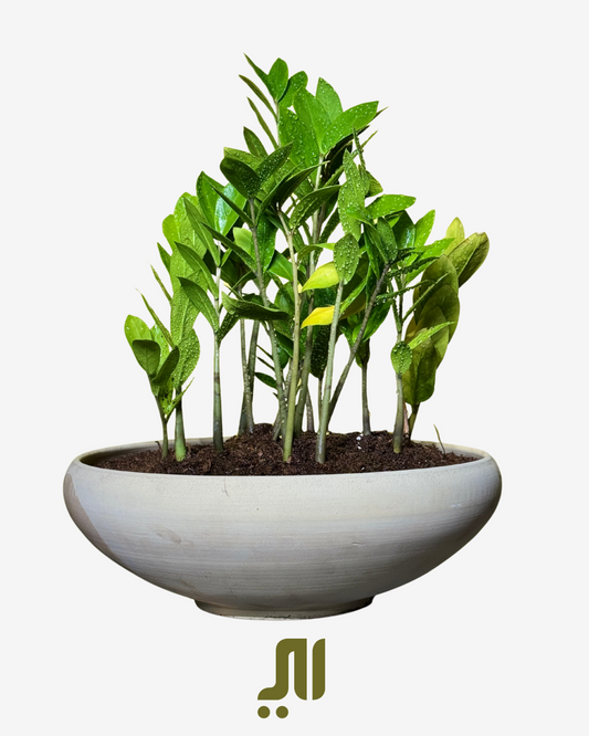 – ZZ Plant (Zamioculcas zamiifolia)
