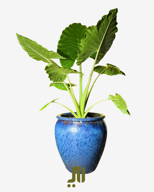 🌱 الألوكاسيا – Alocasia (Elephant Ear)