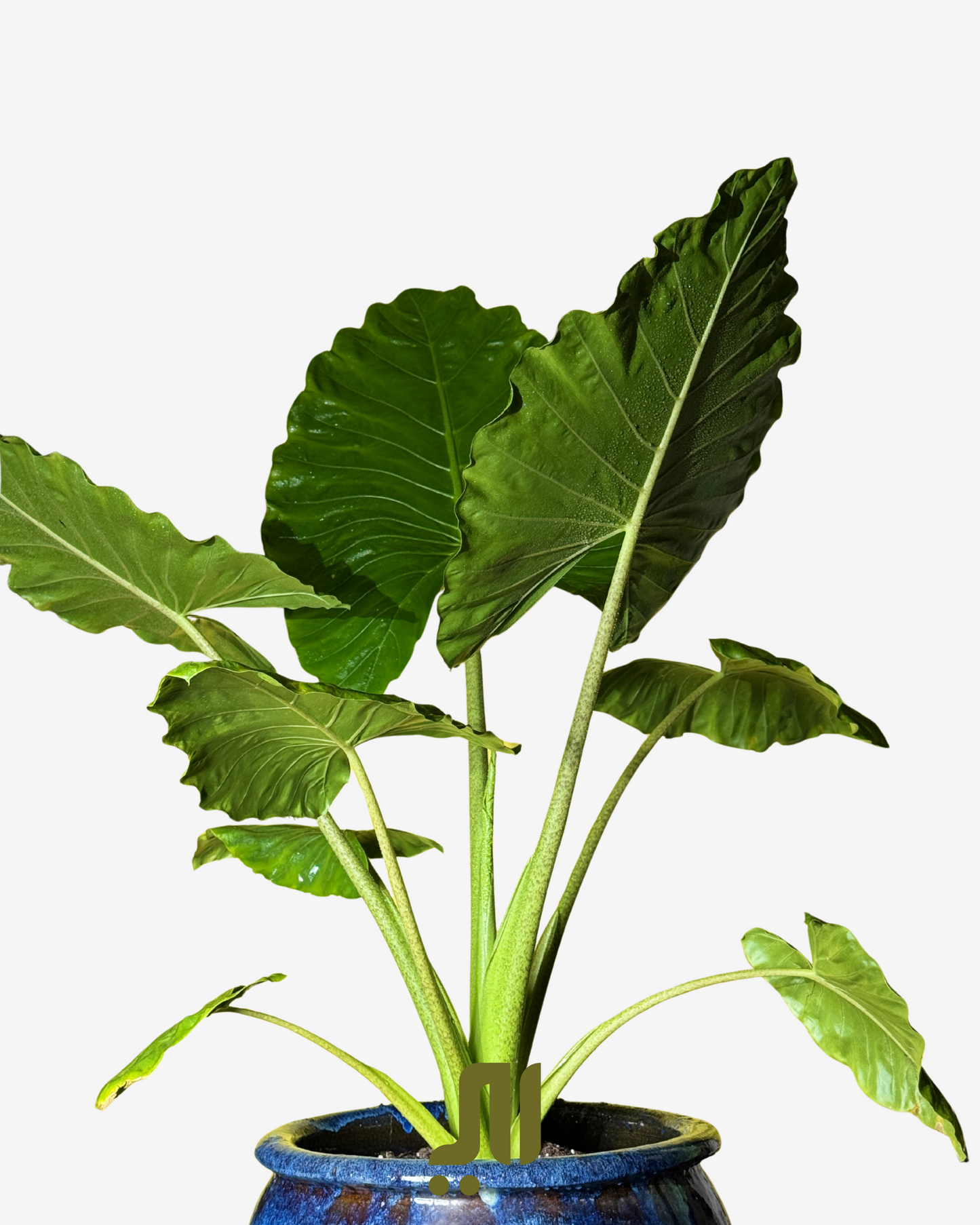 🌱 الألوكاسيا – Alocasia (Elephant Ear)