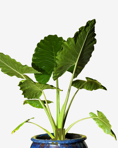 🌱 الألوكاسيا – Alocasia (Elephant Ear)