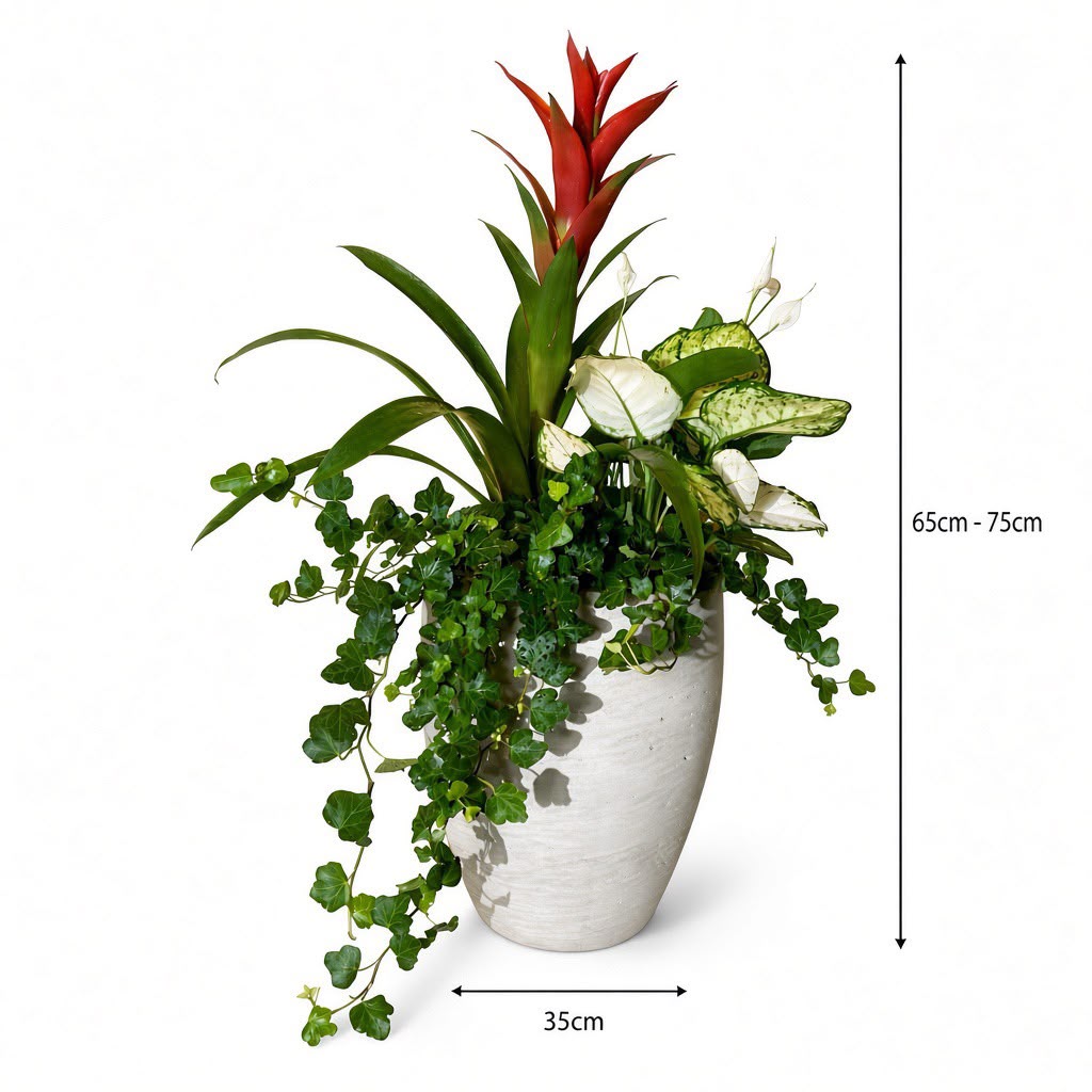 Mixed Tropical Indoor Planter (Bromeliad, Dieffenbachia & Ivy)