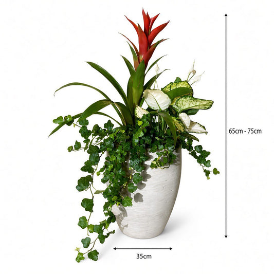 Mixed Tropical Indoor Planter (Bromeliad, Dieffenbachia & Ivy)
