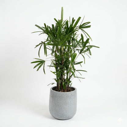 Lady Palm - Small