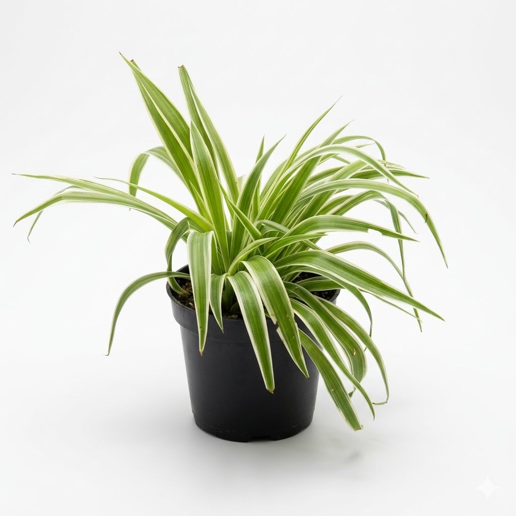 Variegated Spider Plant/ العربية: نبات العنكبوت المبرقش