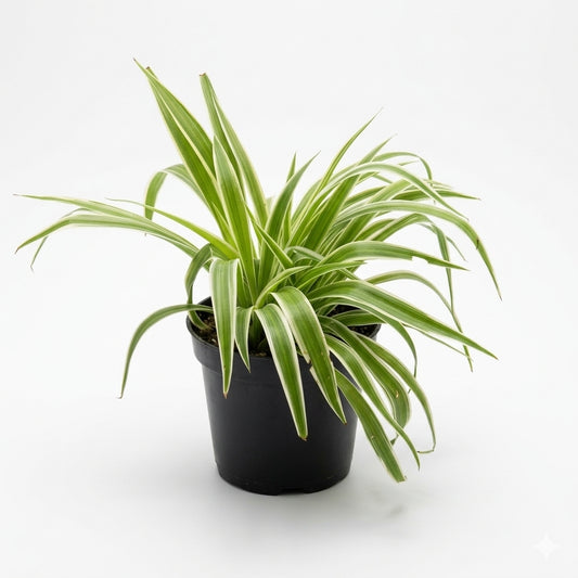 Variegated Spider Plant/ العربية: نبات العنكبوت المبرقش