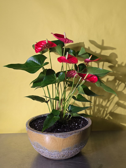 Anthurium أنثوريوم
 / Yellow Foam Glaze Bowl Pot