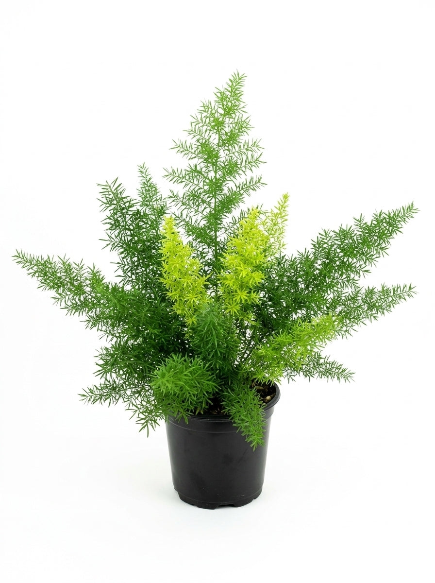 Asparagus Fern_Small