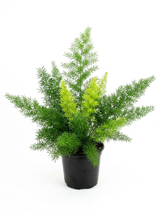 Asparagus Fern_Small