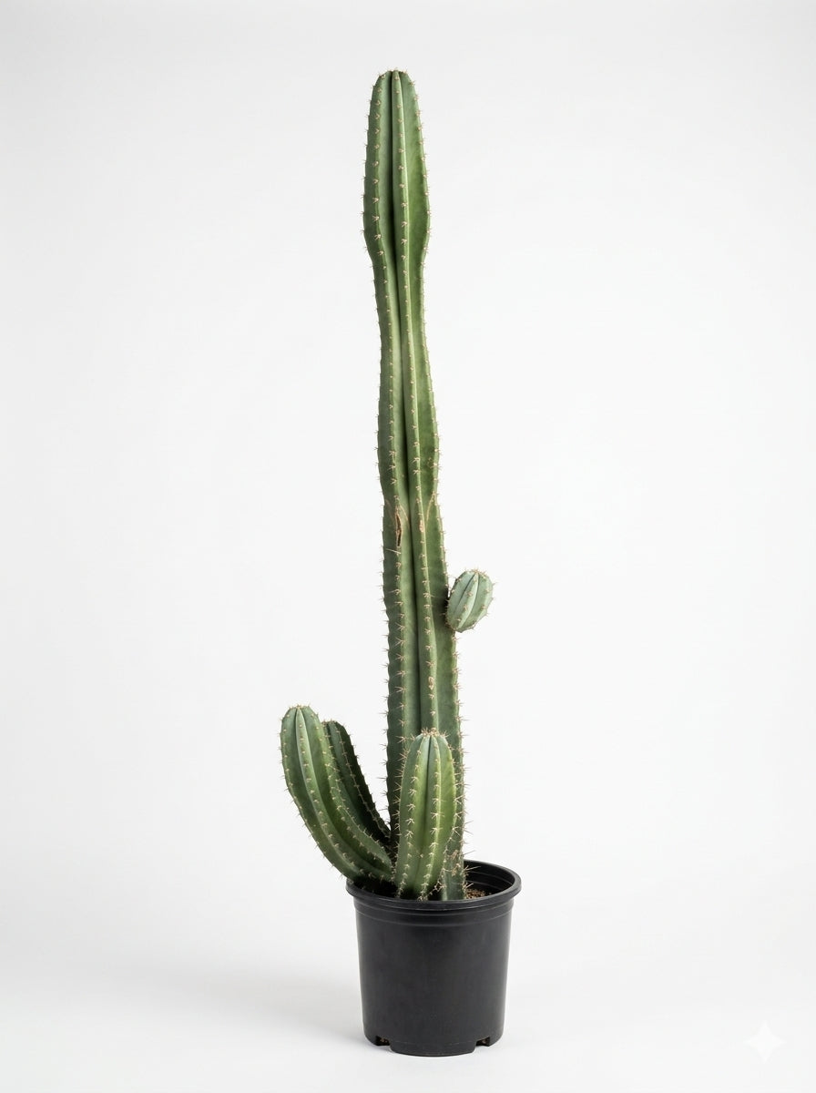 Peruvian Apple Cactus / صبار التفاح البيروفي
