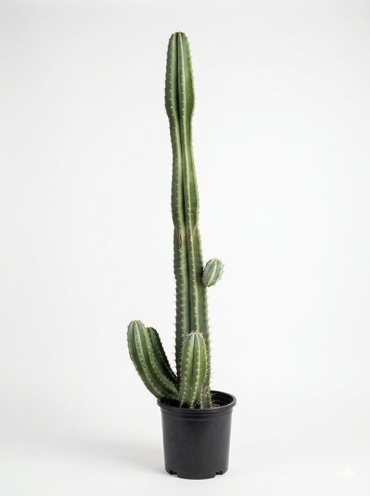 Peruvian Apple Cactus / صبار التفاح البيروفي