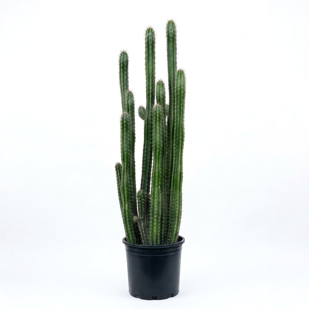 Columnar Cereus Cactus /  صبار سيريوس العمودي