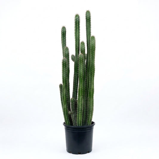 Columnar Cereus Cactus /  صبار سيريوس العمودي
