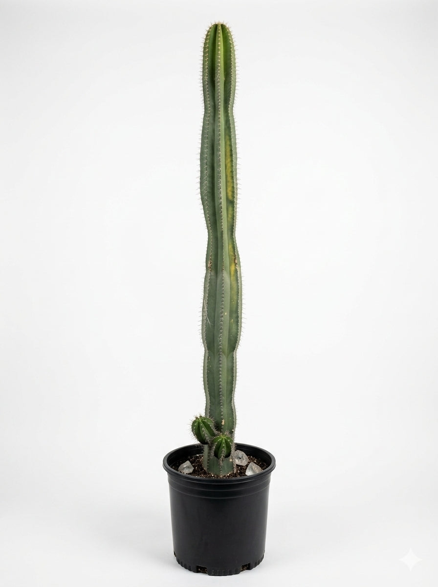 Mandacaru Columnar Cactus ( صبار ماندكارو العمودي)