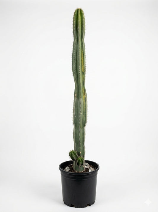 Mandacaru Columnar Cactus ( صبار ماندكارو العمودي)