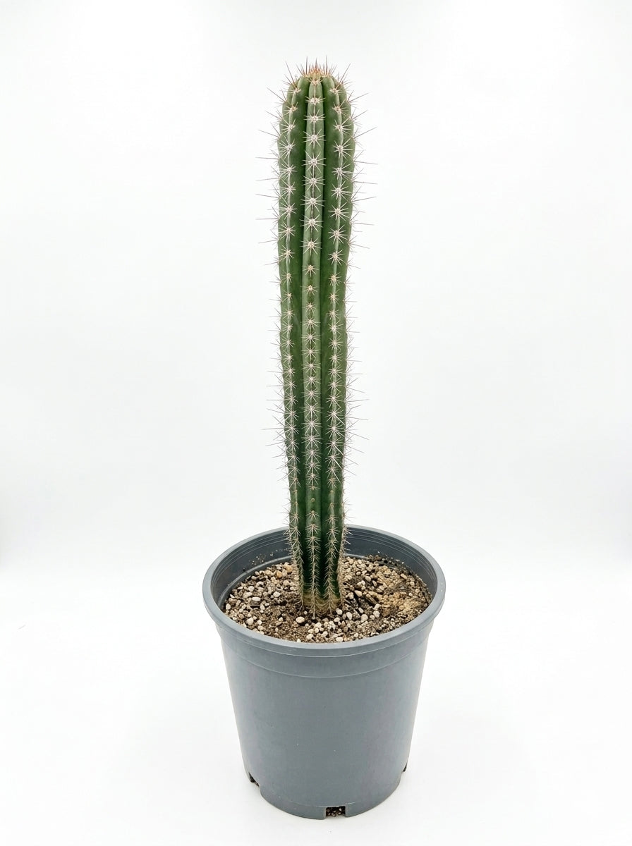 Columnar Cactus_Small