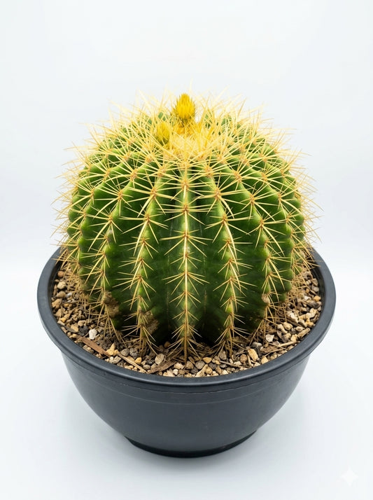 Golden Barrel Cactus صبار برميل الذهب