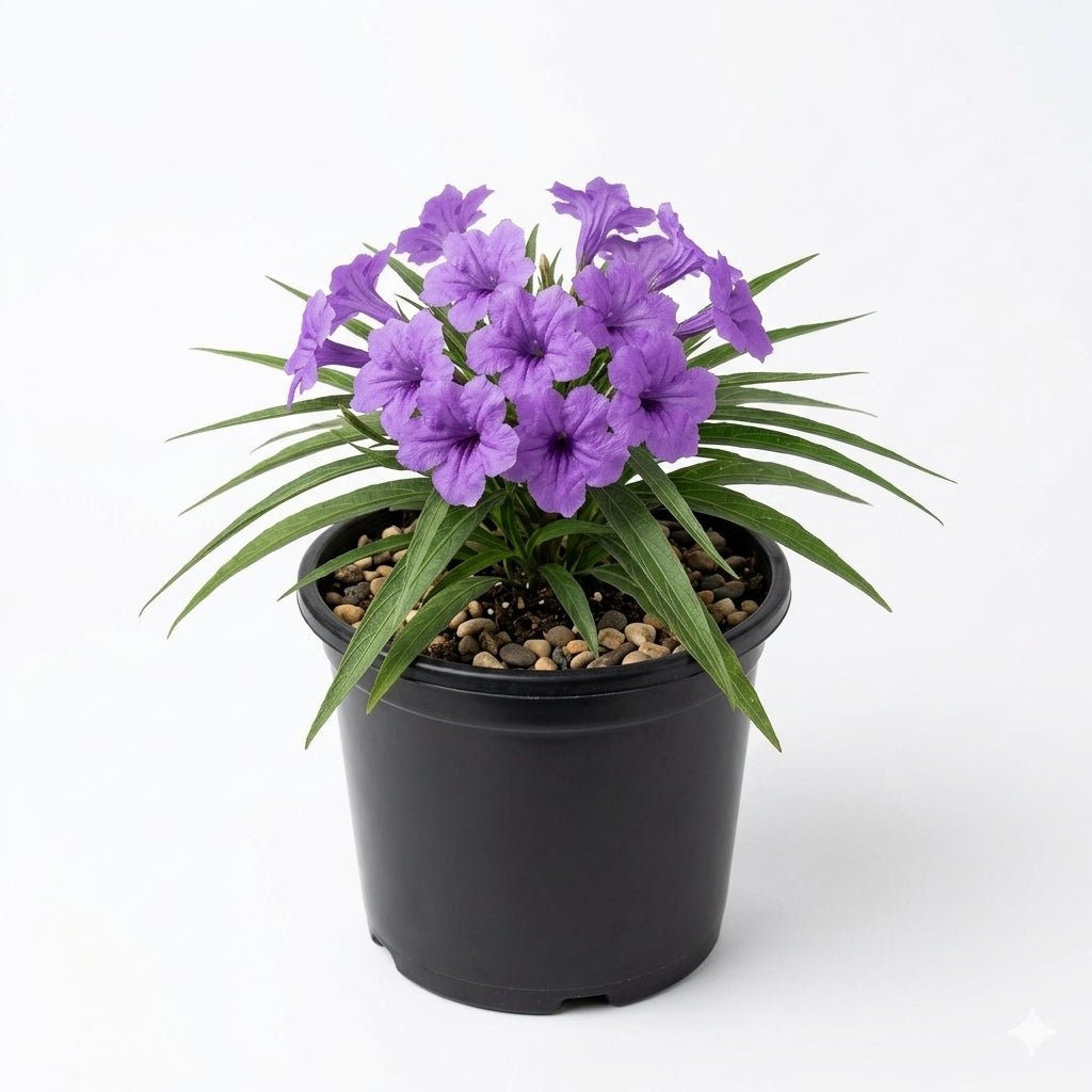 Dwarf Mexican Petunia/ العربية: بيتونيا مكسيكية قزمية