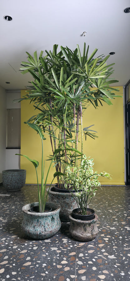 Lady Palm-Euphorbia (Zig Zag plant)-Bird of Paradise/Round Pot Set of 3 – Jade Blue Ancient Tidi