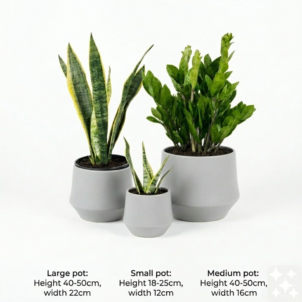 Zizi & Snake Table Set - 3 pc's