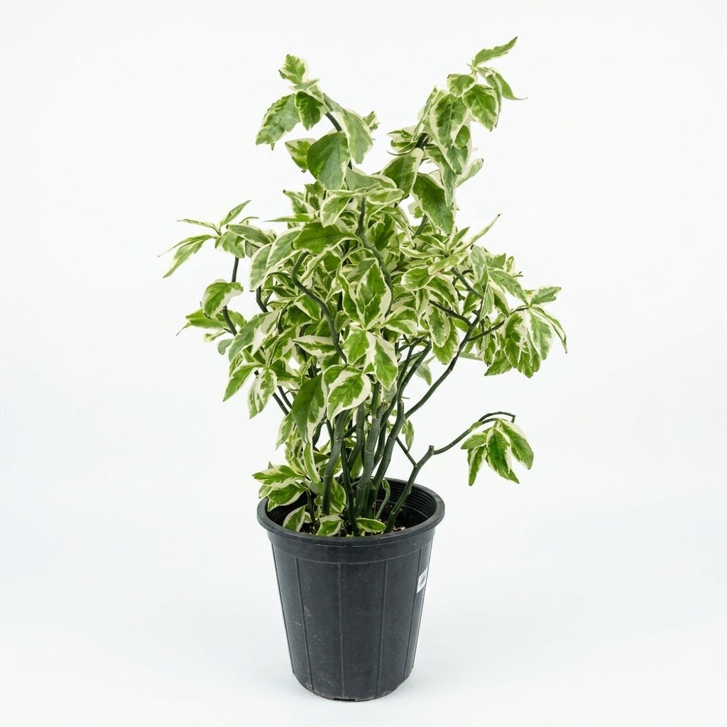 Zig zag - Devil's backbone plant height 40cm