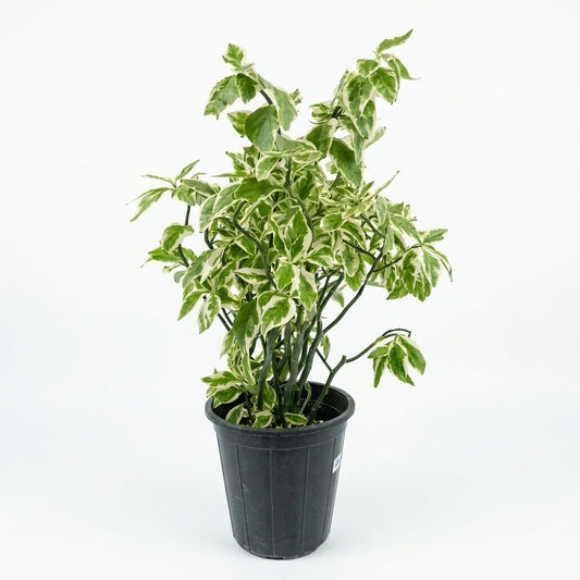 Zig zag - Devil's backbone plant height 40cm