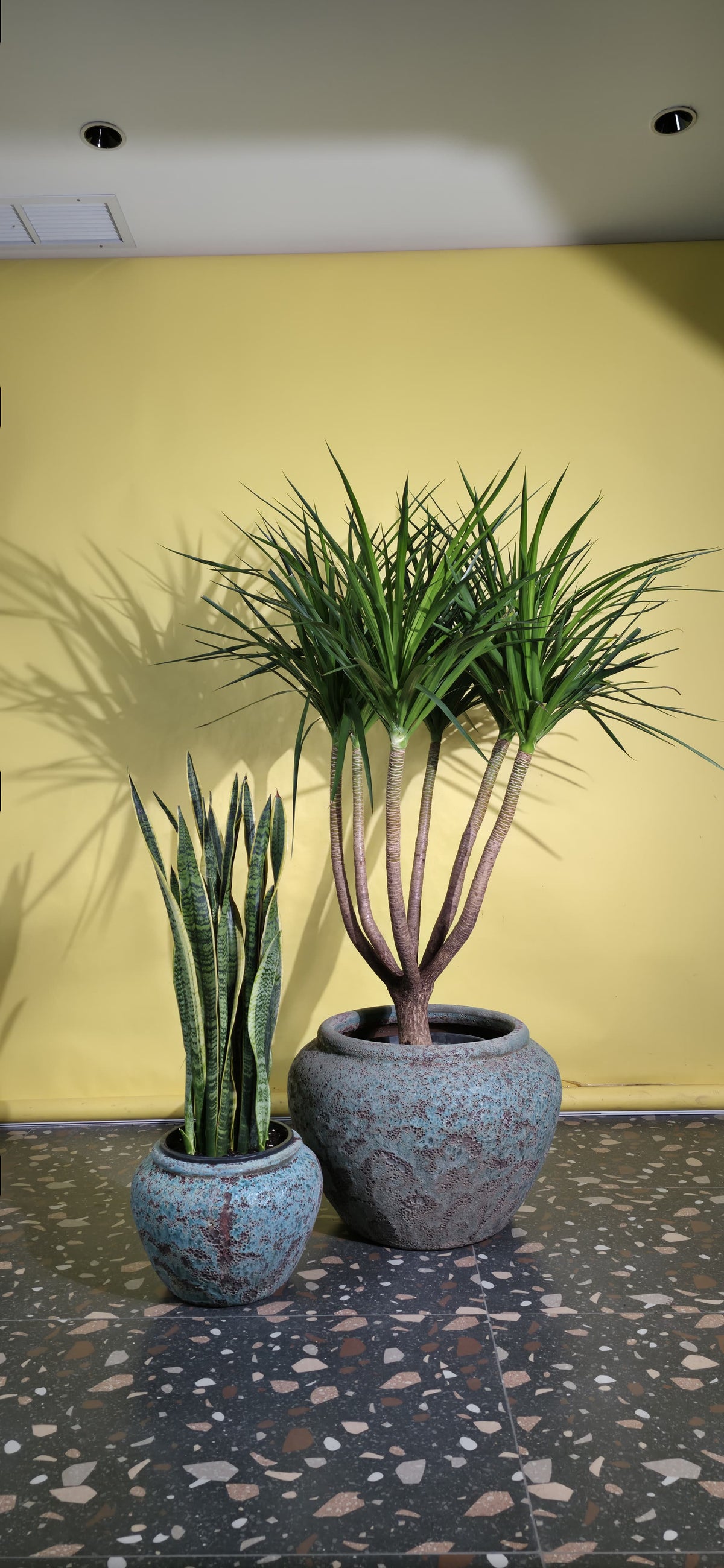 Dracaena Multi Trunk-Snake/Round Pot Set of 2 – Jade Blue Ancient Tidi