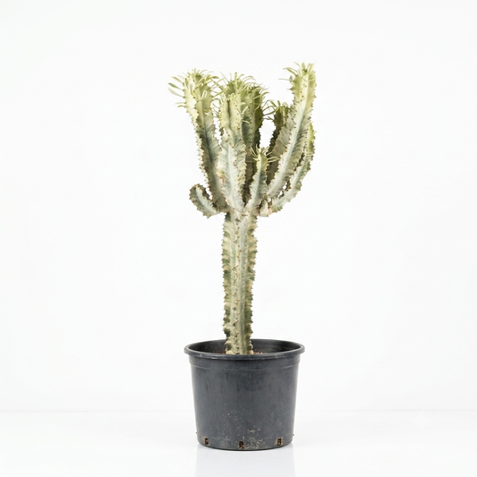 Cactus long type / small