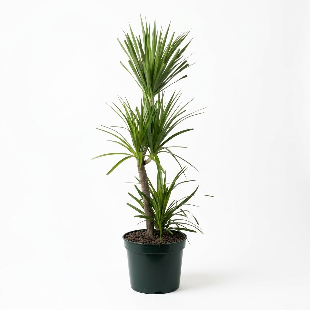 Dracaena Plant / Size Medium Approx 1.4 to 2 meter's