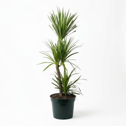Dracaena Plant / Size Medium Approx 1.4 to 2 meter's