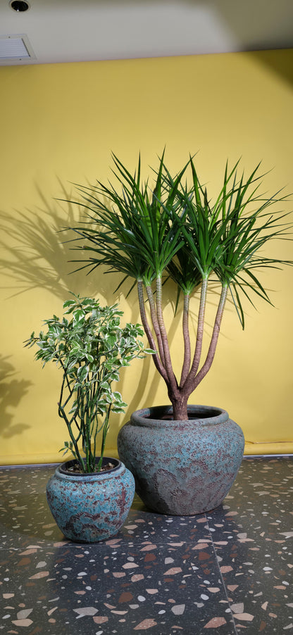 Dracaena Multi Trunk-Euphorbia Zig zag Plant/ Round Pot Set of 2 – Jade Blue Ancient Tidi