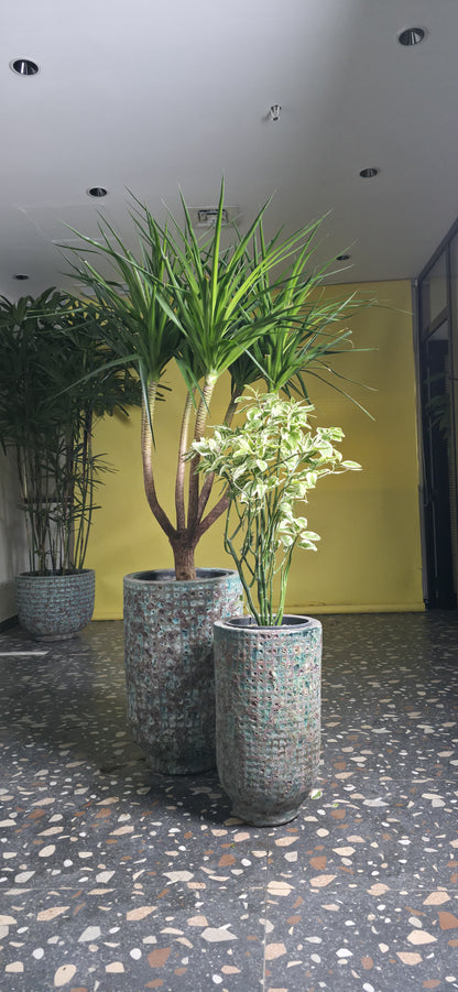 Dracaena Multi Trunks/ Euphorbia (Zig Zag) - Cylinder Round Pot Set of 2 – Jade Green Bubble Glaze