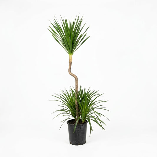 Dracaena Plant / Size Medium Approx 1.4 to 2 meter's