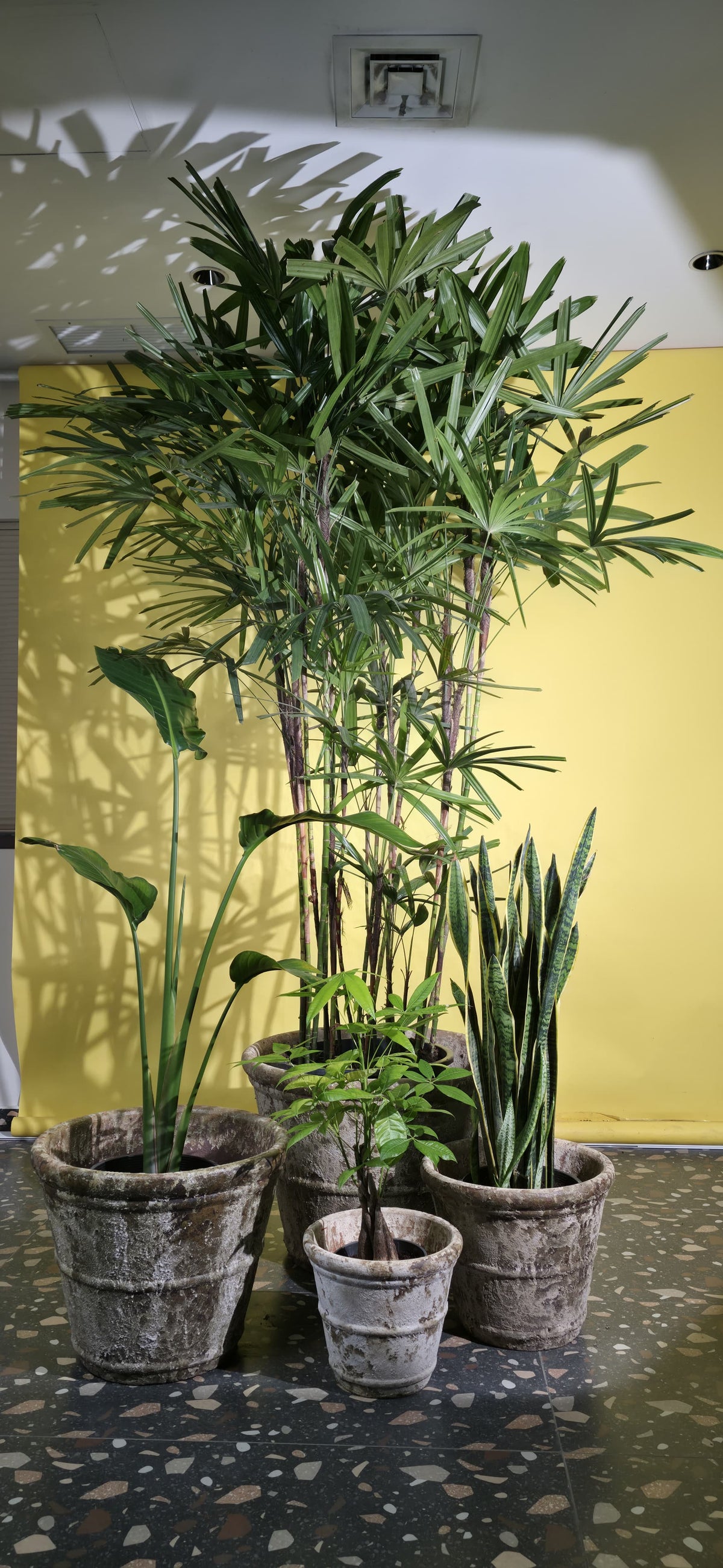 Lady Palm-BOP-Snake Plants/Conical Round Pot Set of 4 – Ancient Rust