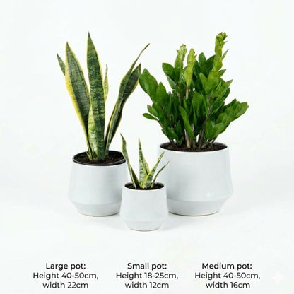 Zizi & Snake Table Set - 3 pc's