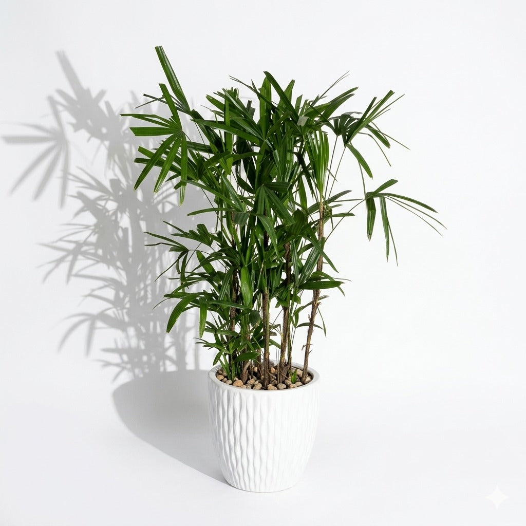 Lady Palm - Small