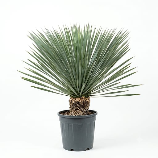Yucca Plant